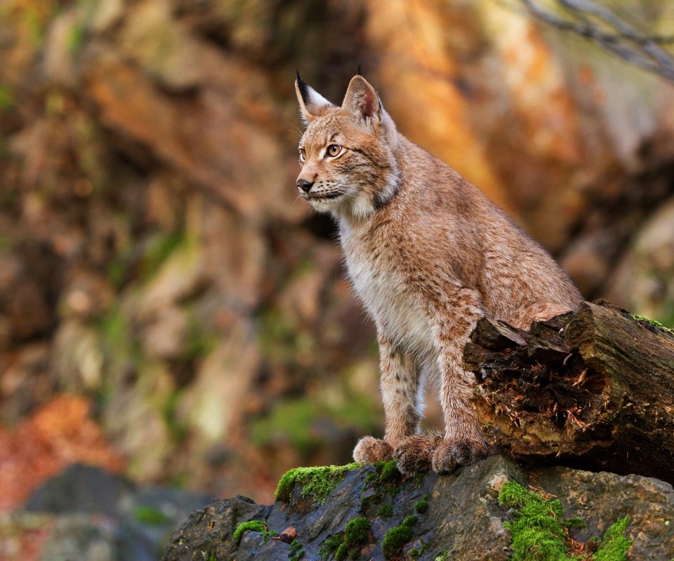 Обои рысь, осень, сидит, камень, бревно, боке, lynx, autumn, sitting, stone, log, bokeh разрешение 4628x3331 Загрузить