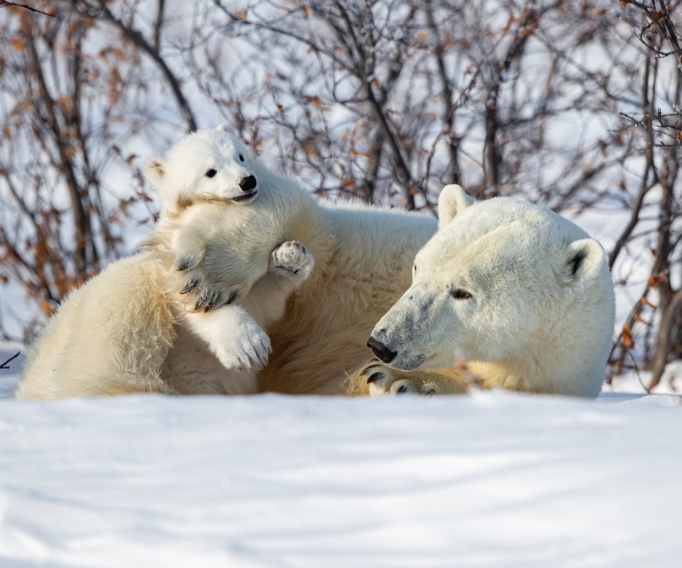 Обои снег, зима, кусты, медвежонок, белые медведи, медведица, полярные медведи, snow, winter, the bushes, bear, polar bears разрешение 4096x2731 Загрузить