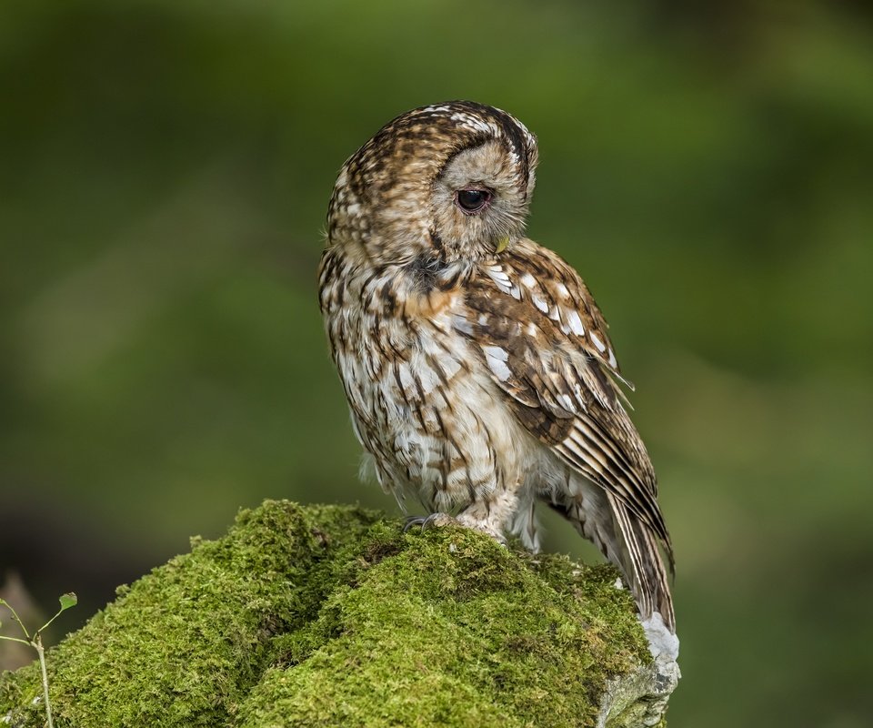 Обои сова, птица, мох, зеленый фон, owl, bird, moss, green background разрешение 6048x4024 Загрузить