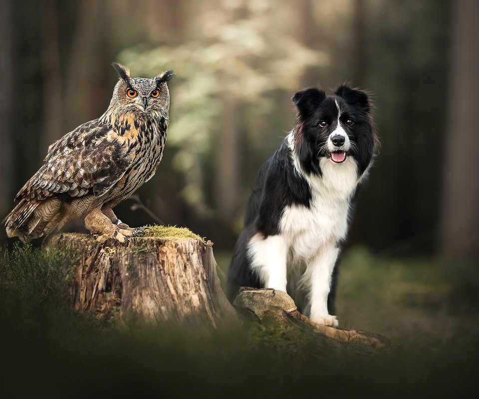 Обои сова, собака, птица, пень, боке, филин, owl, dog, bird, stump, bokeh разрешение 2048x1365 Загрузить