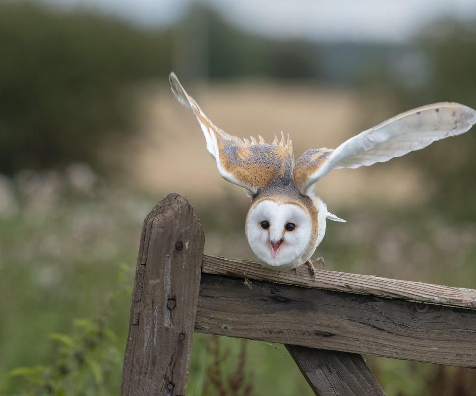 Обои сова, взгляд, забор, доски, птица, сипуха, взмах крыльев, owl, look, the fence, board, bird, the barn owl, flap разрешение 4950x3231 Загрузить