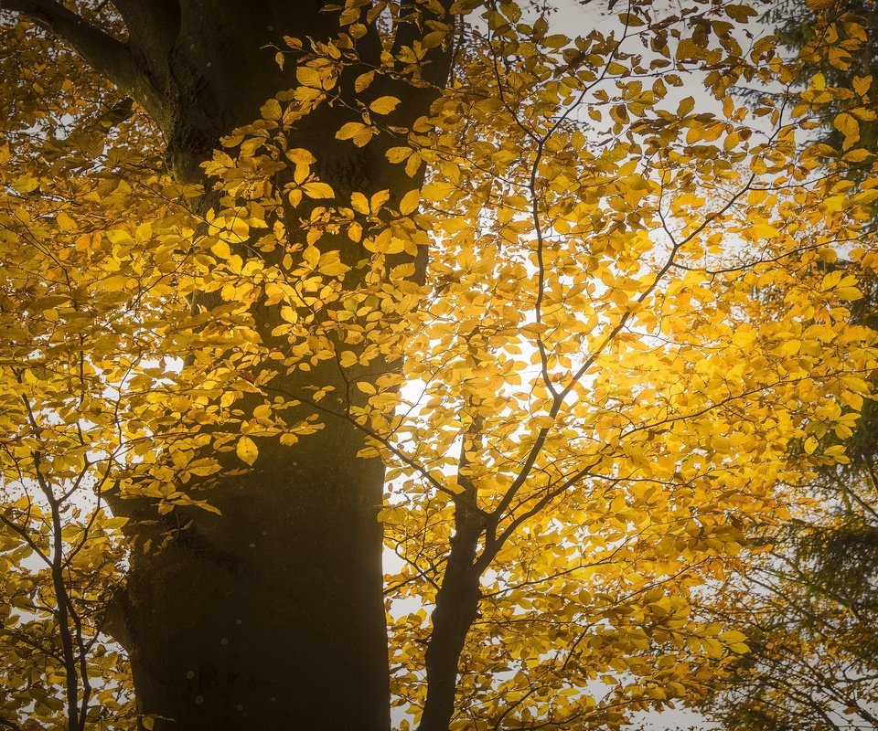 Обои свет, дерево, осень, light, tree, autumn разрешение 3053x1709 Загрузить