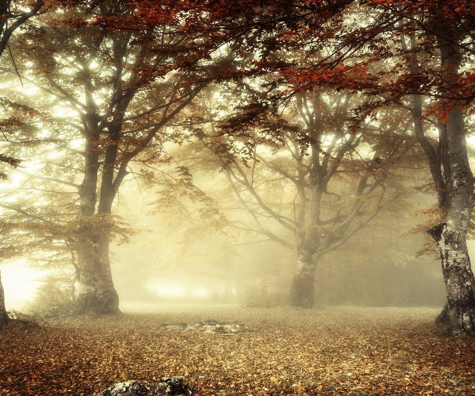 Обои свет, лес, утро, туман, ветки, листва, осень, light, forest, morning, fog, branches, foliage, autumn разрешение 3840x2160 Загрузить