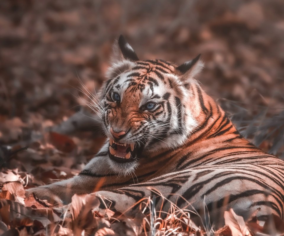 Обои тигр, листья, осень, пасть, боке, tiger, leaves, autumn, mouth, bokeh разрешение 4459x2508 Загрузить