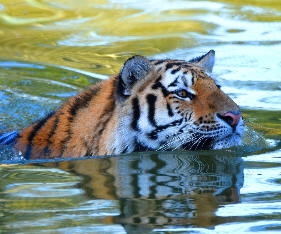 Обои тигр, морда, вода, взгляд, водоем, купание, плавание, tiger, face, water, look, pond, bathing, swimming разрешение 3840x2325 Загрузить