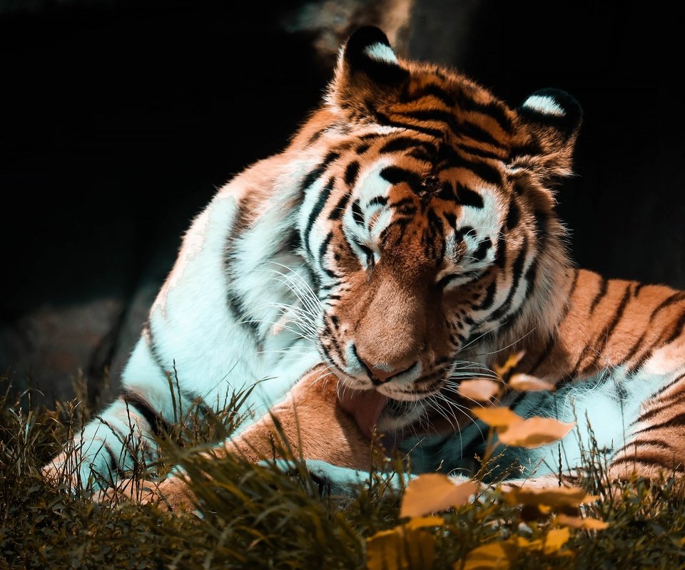 Обои тигр, поза, осень, темный фон, язык, tiger, pose, autumn, the dark background, language разрешение 2880x1839 Загрузить