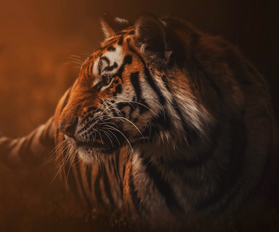 Обои тигр, природа, туман, хищник, зверь, дикая кошка, tiger, nature, fog, predator, beast, wild cat разрешение 3840x2160 Загрузить