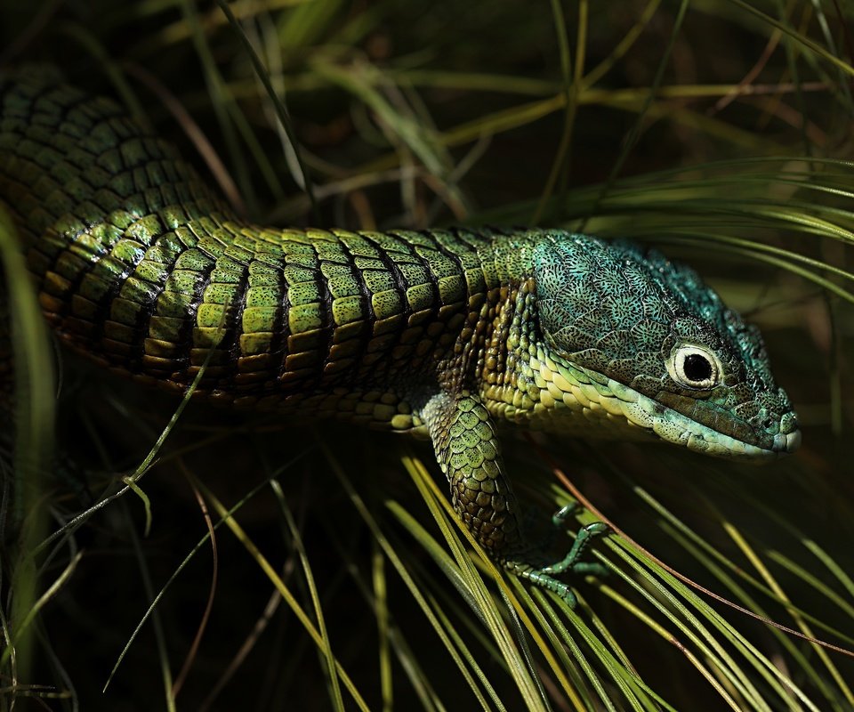 Обои трава, ящерица, темный фон, зеленая, рептилия, grass, lizard, the dark background, green, reptile разрешение 3840x2160 Загрузить