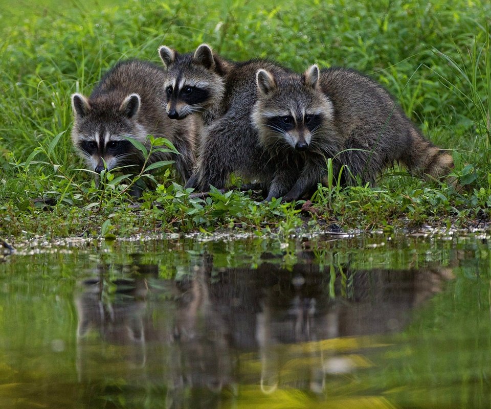 Обои трава, берег, водоем, еноты, енот, grass, shore, pond, raccoons, raccoon разрешение 2000x1333 Загрузить