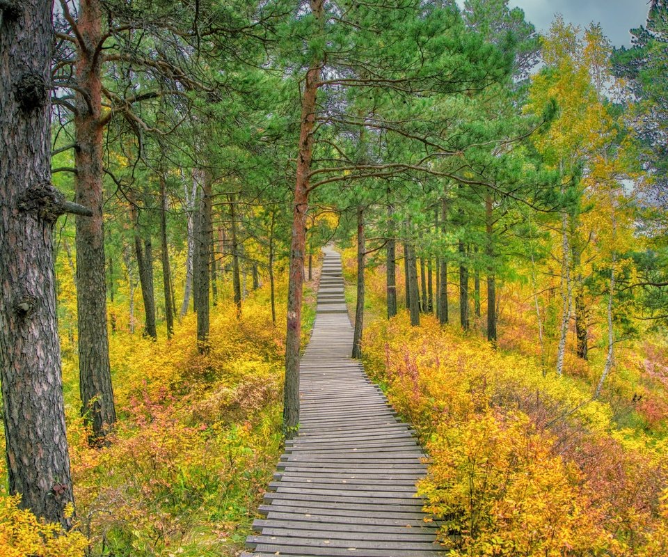 Обои трава, деревья, природа, лес, дорожка, осень, сосны, осенний лес, grass, trees, nature, forest, track, autumn, pine, autumn forest разрешение 6000x4000 Загрузить