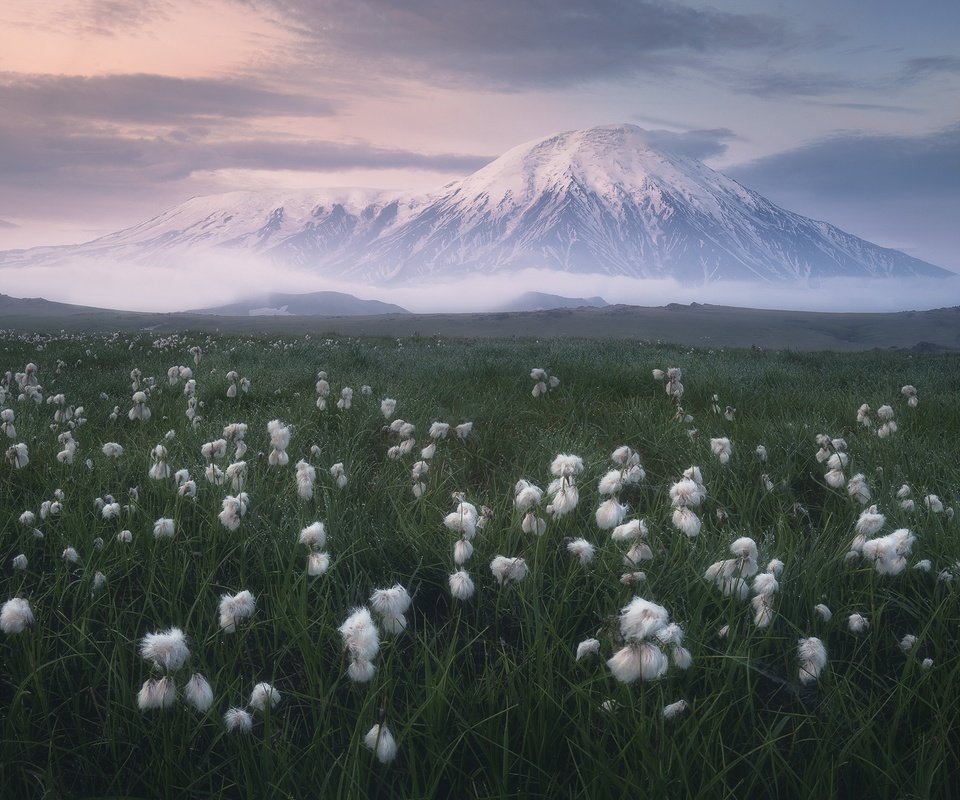 Обои трава, облака, природа, пейзаж, камчатка, луг, вулкан, пушица, grass, clouds, nature, landscape, kamchatka, meadow, the volcano, as cotton grass разрешение 2400x1599 Загрузить