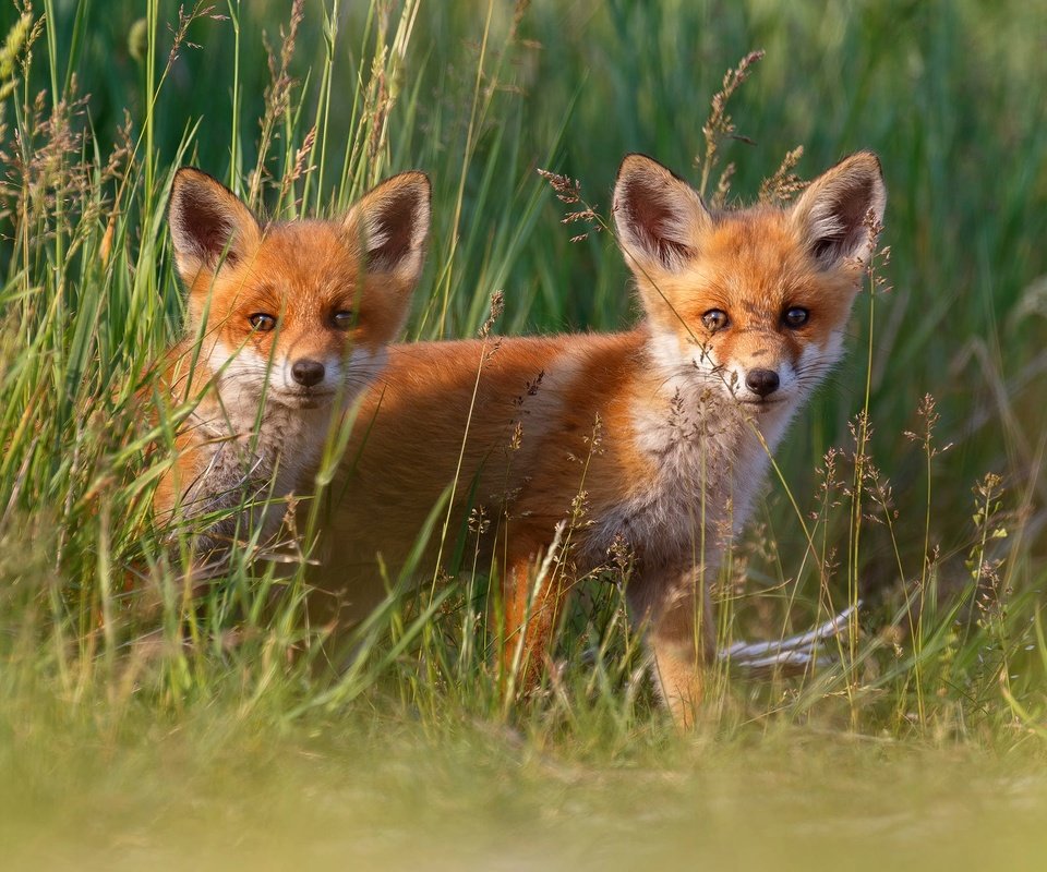 Обои трава, малыши, лисята, лисы, grass, kids, cubs, fox разрешение 2000x1333 Загрузить