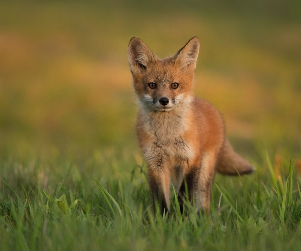 Обои трава, поляна, лиса, прогулка, лисенок, grass, glade, fox, walk разрешение 3906x2528 Загрузить