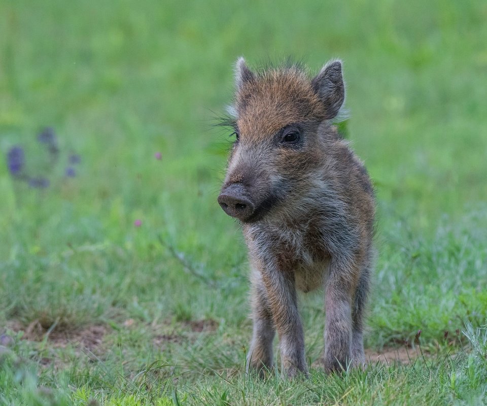 Обои трава, поляна, малыш, кабан, детеныш, поросенок, кабанчик, grass, glade, baby, boar, cub, pig, hog разрешение 3821x2459 Загрузить