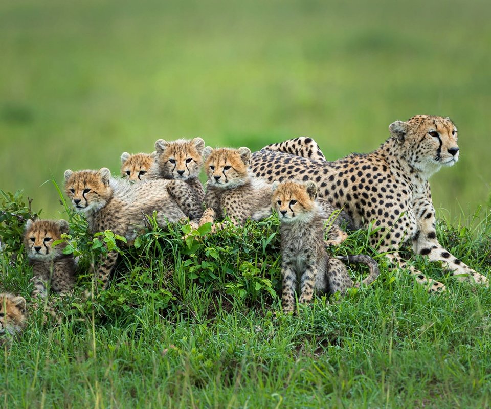 Обои трава, поляна, мама, малыши, котята, гепард, гепарды, детеныши, grass, glade, mom, kids, kittens, cheetah, cheetahs, cubs разрешение 2000x1333 Загрузить