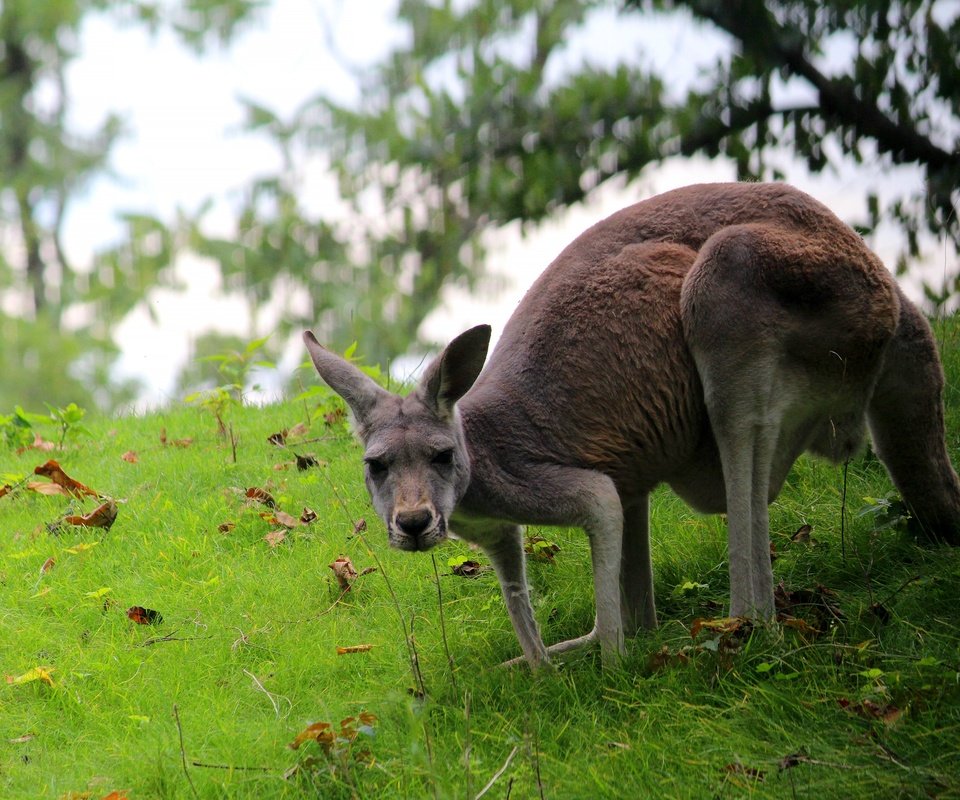 Обои трава, поза, кенгуру, grass, pose, kangaroo разрешение 2560x1707 Загрузить