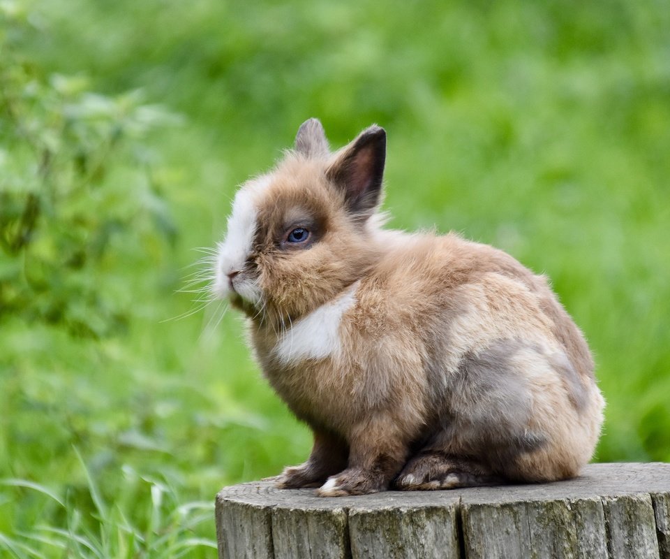 Обои трава, природа, кролик, пень, заяц, пятнистый, grass, nature, rabbit, stump, hare, spotted разрешение 2560x1706 Загрузить