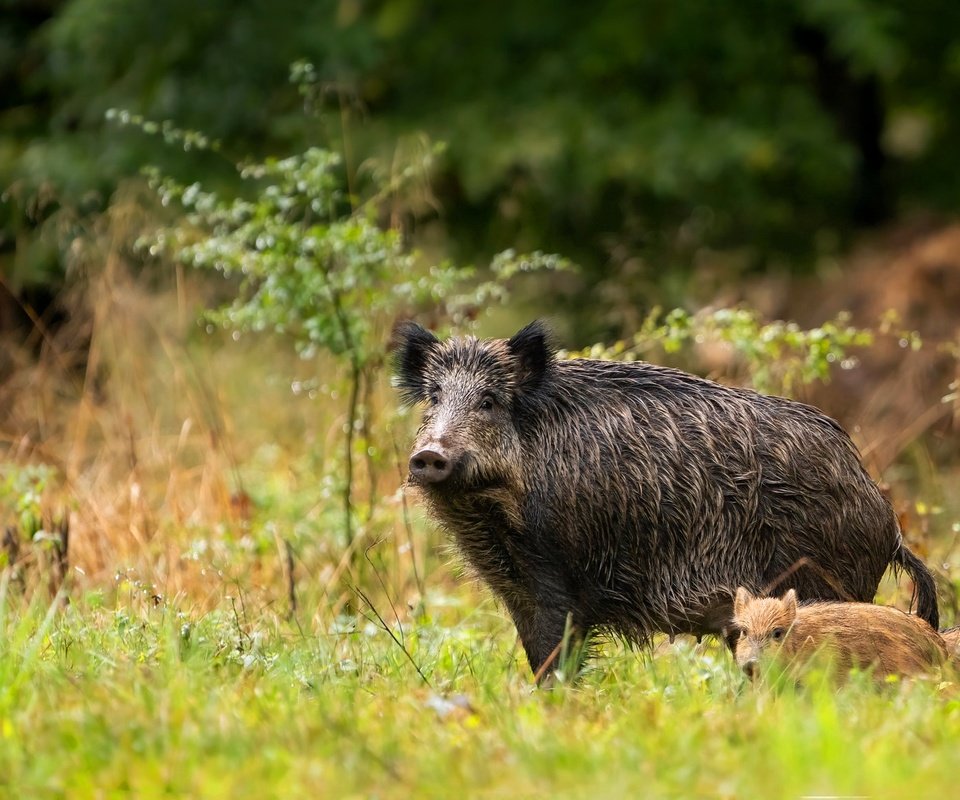 Обои трава, кабаны, природа, кабанчик, лес, мама, малыш, два, кабан, детеныш, grass, boars, nature, hog, forest, mom, baby, two, boar, cub разрешение 2047x1156 Загрузить