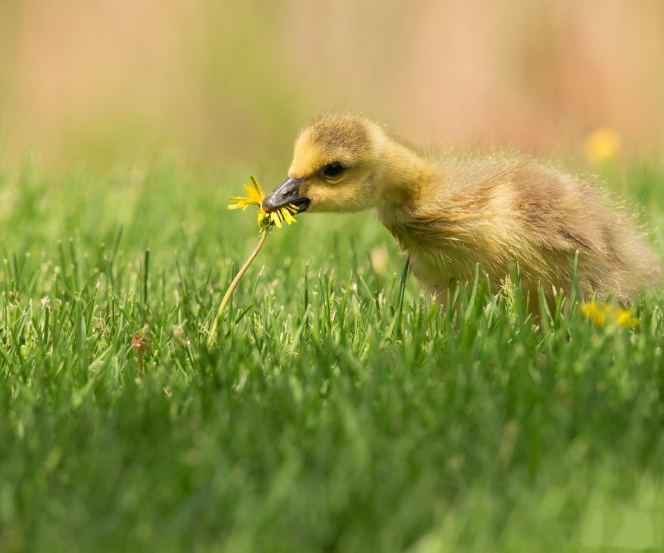 Обои трава, птенец, цветок, поляна, птица, одуванчик, утенок, гусенок, grass, chick, flower, glade, bird, dandelion, duck, gosling разрешение 4096x2751 Загрузить