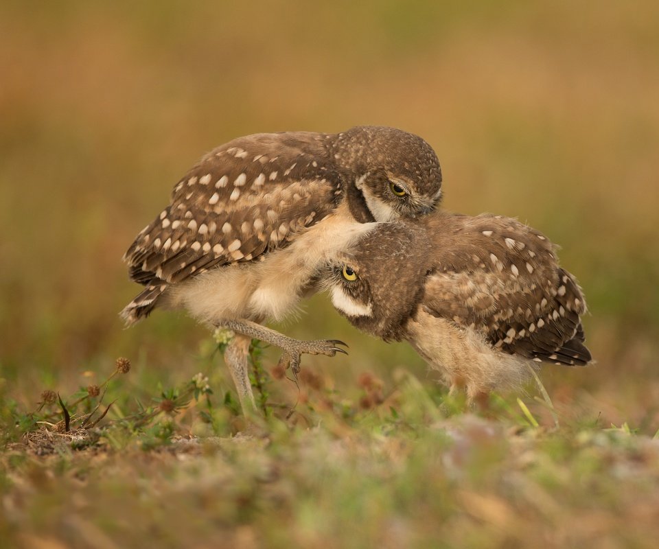 Обои трава, птицы, боке, совы, сычи, grass, birds, bokeh, owls разрешение 3043x2579 Загрузить