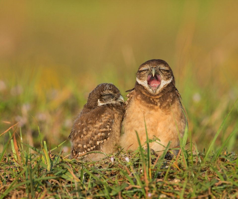 Обои трава, птицы, клюв, совы, сыч, сычи, grass, birds, beak, owls, owl разрешение 3666x2665 Загрузить