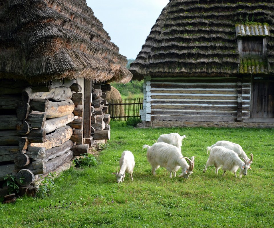 Обои зелень, лето, домики, коза, лужайка, крыши, козел, greens, summer, houses, goat, lawn, roof разрешение 2880x1915 Загрузить