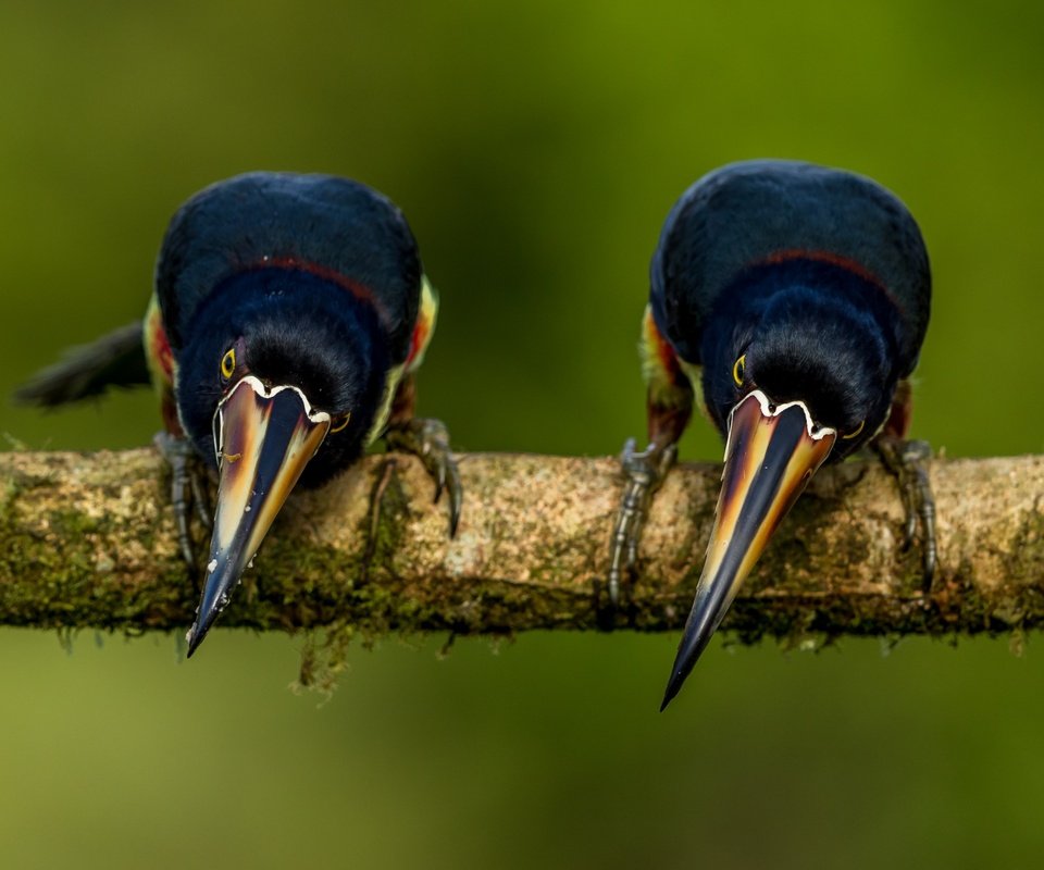 Обои ветка, фон, поза, птицы, тукан, две, две птицы, branch, background, pose, birds, toucan, two, two birds разрешение 3043x2092 Загрузить