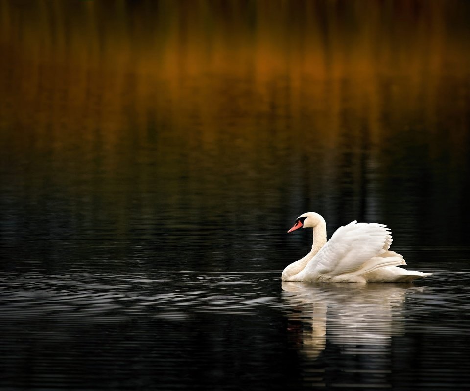 Обои вода, водоем, птица, темный фон, плавание, лебедь, боке, water, pond, bird, the dark background, swimming, swan, bokeh разрешение 2000x1339 Загрузить