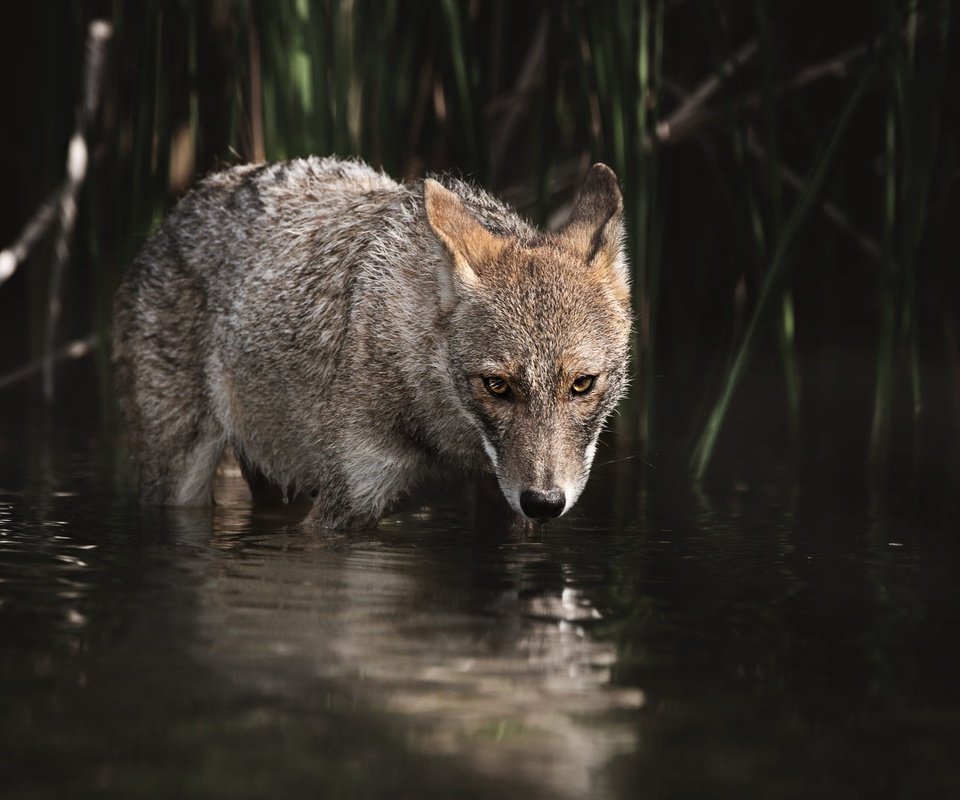 Обои вода, взгляд, водоем, темный фон, купание, волк, койот, water, look, pond, the dark background, bathing, wolf, coyote разрешение 2000x1333 Загрузить