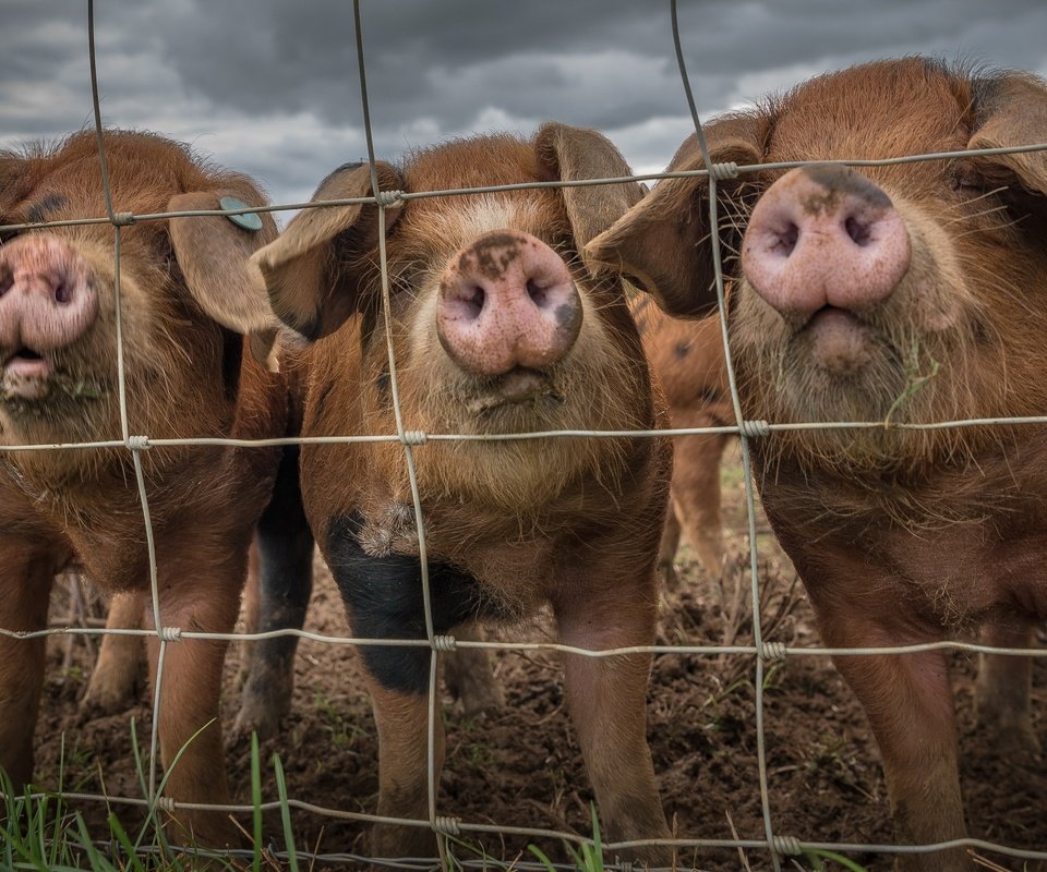 Обои забор, свинья, the fence, pig разрешение 3840x2160 Загрузить