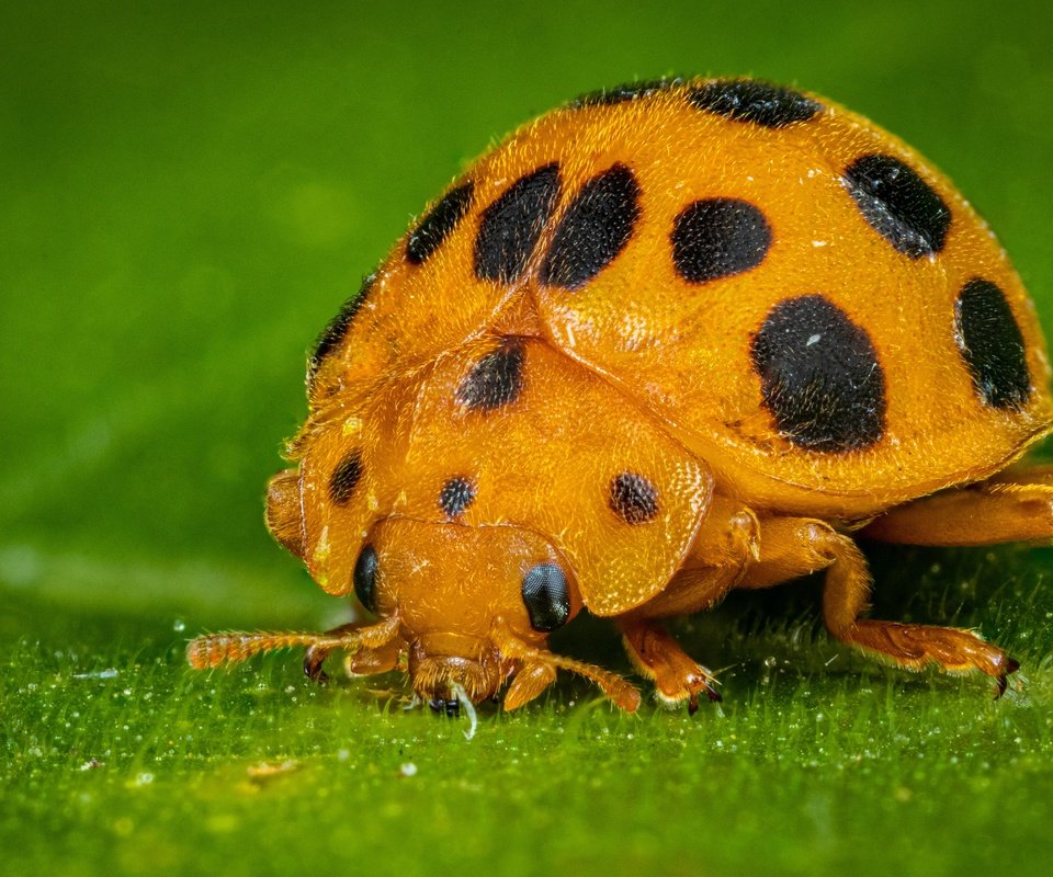 Обои жук, макро, листок, божья коровка, жёлтая, зеленый фон, beetle, macro, leaf, ladybug, yellow, green background разрешение 5042x3361 Загрузить