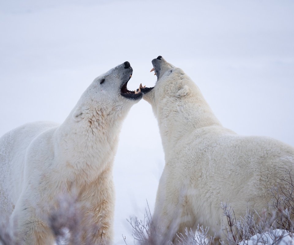 Обои белые медведи, полярные медведи, два медведя, polar bears, two bears разрешение 2048x1367 Загрузить