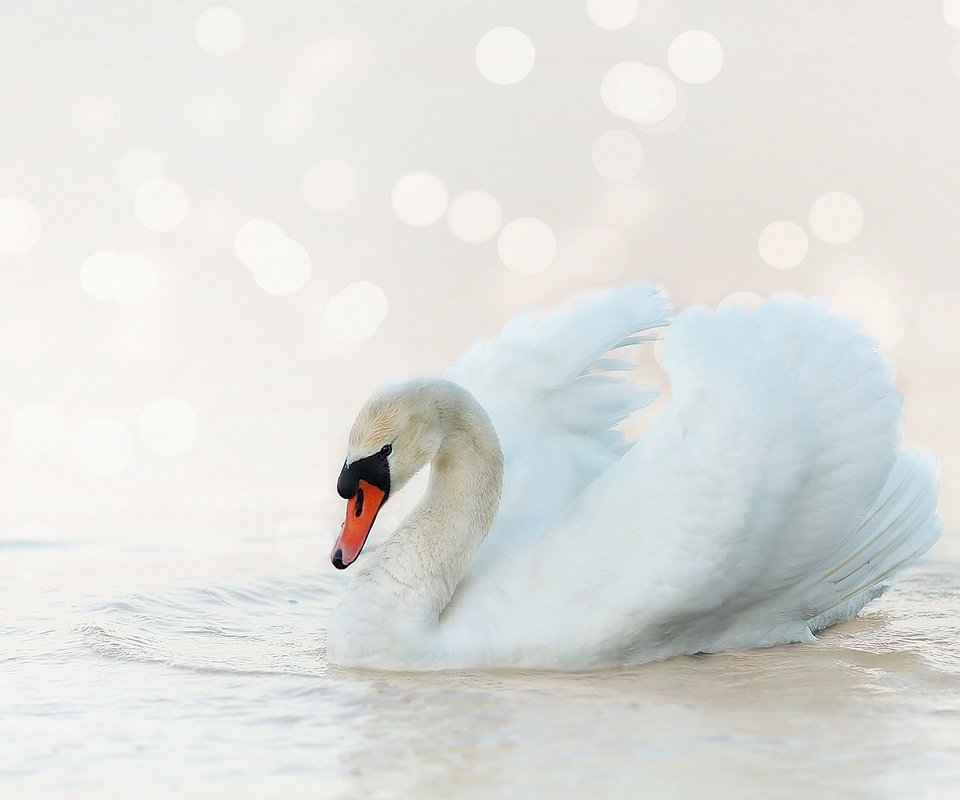 Обои белый, птица, лебедь, боке, светлый фон, white, bird, swan, bokeh, light background разрешение 2880x1620 Загрузить