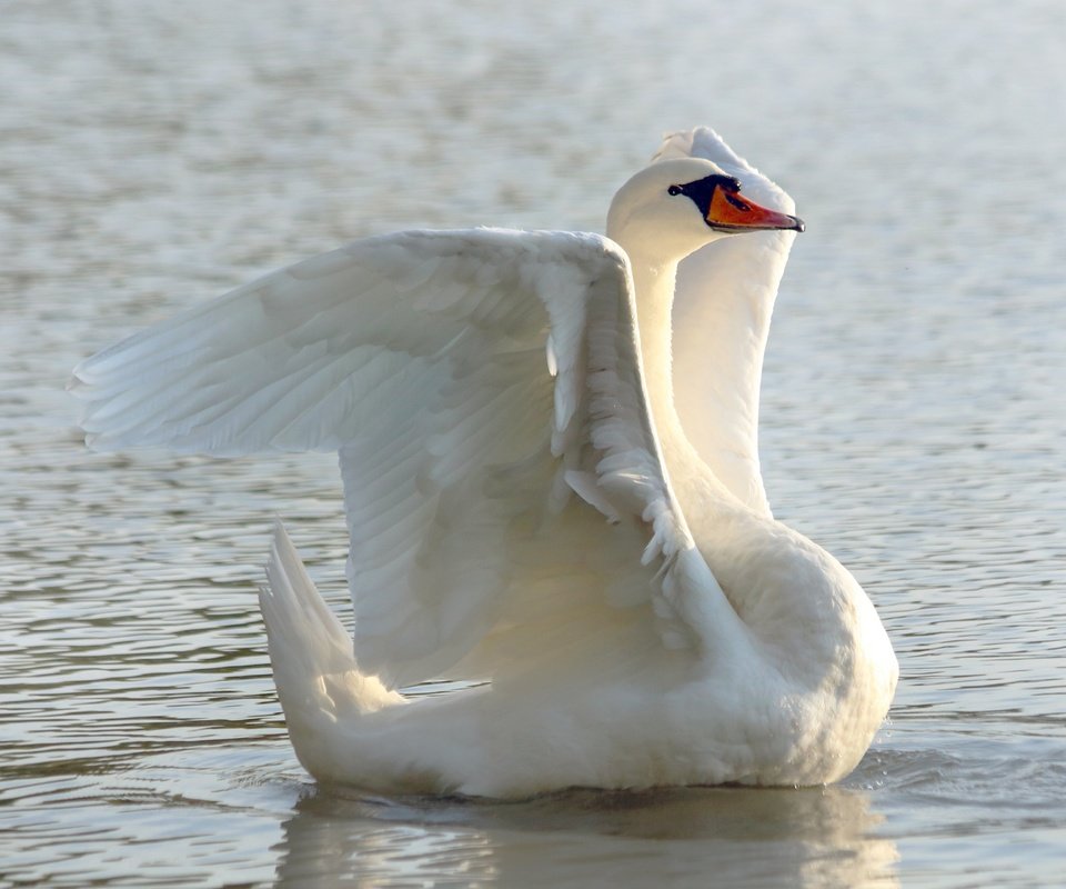 Обои белый, водоем, птица, лебедь, white, pond, bird, swan разрешение 3840x2560 Загрузить