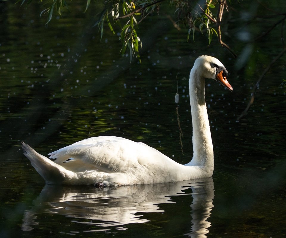 Обои отражение, белый, водоем, птица, темный фон, лебедь, reflection, white, pond, bird, the dark background, swan разрешение 6960x4640 Загрузить