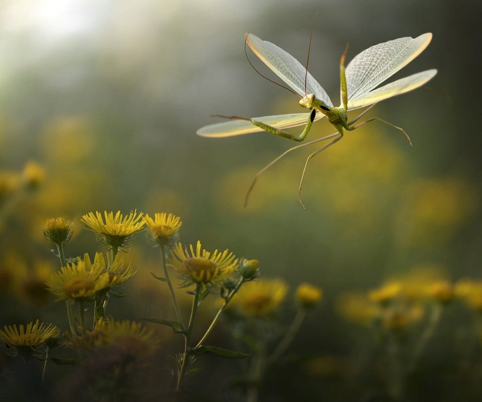 Обои цветы, природа, макро, насекомое, богомол, roberto aldrovandi, flowers, nature, macro, insect, mantis разрешение 2000x1334 Загрузить