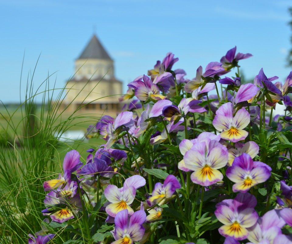 Обои цветы, природа, замок, башня, анютины глазки, клумба, боке, сиреневые, flowers, nature, castle, tower, pansy, flowerbed, bokeh, lilac разрешение 6016x4000 Загрузить