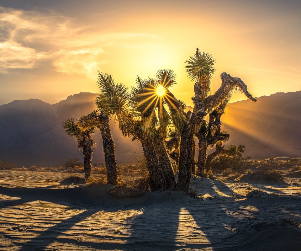 Обои деревья, горы, солнце, пустыня, дерево джошуа, trees, mountains, the sun, desert, joshua tree разрешение 4005x2684 Загрузить