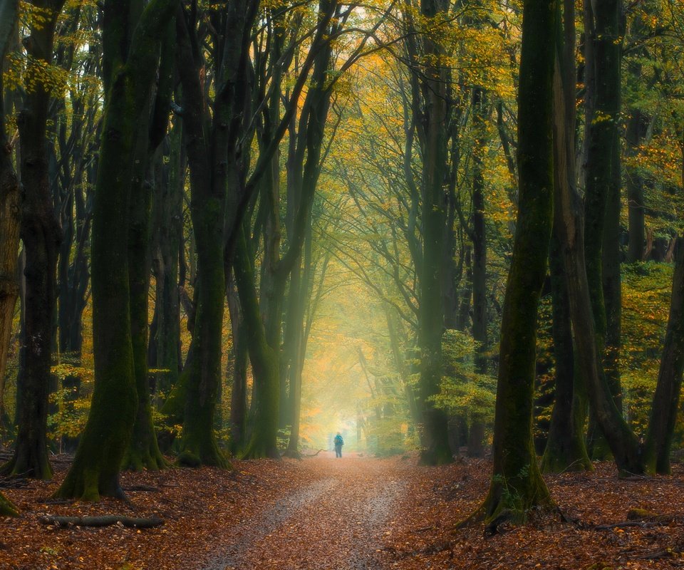 Обои деревья, лес, осень, человек, нидерланды, опавшие листья, trees, forest, autumn, people, netherlands, fallen leaves разрешение 5568x3335 Загрузить