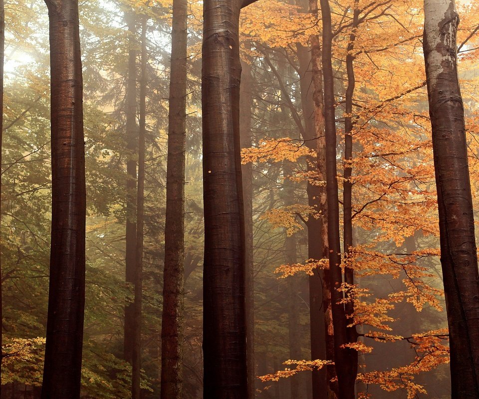 Обои деревья, лес, ветки, стволы, листва, осень, trees, forest, branches, trunks, foliage, autumn разрешение 3840x2160 Загрузить