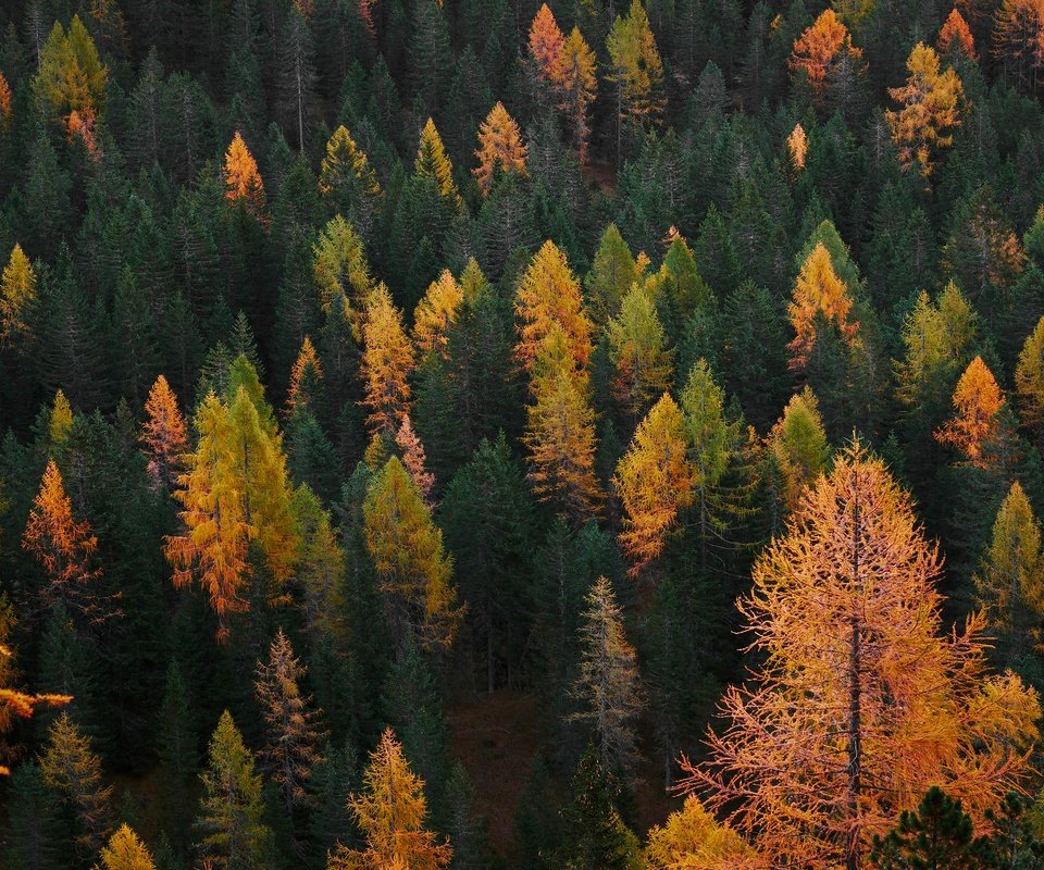 Обои деревья, лес, вид, склон, осень, trees, forest, view, slope, autumn разрешение 3840x2160 Загрузить