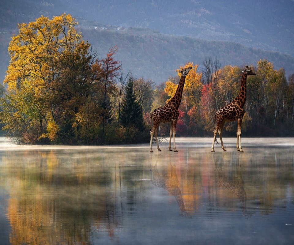 Обои деревья, отражение, осень, водоем, рендеринг, жирафы, trees, reflection, autumn, pond, rendering, giraffes разрешение 2880x1964 Загрузить