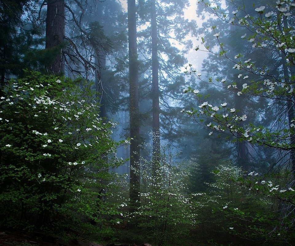 Обои деревья, природа, лес, утро, секвойя, trees, nature, forest, morning, sequoia разрешение 1920x1080 Загрузить