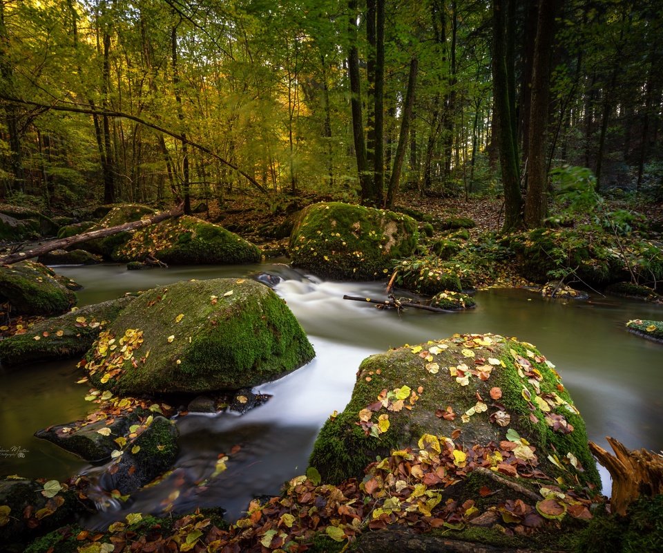 Обои деревья, мох, река, природа, камни, лес, листья, пейзаж, осень, trees, moss, river, nature, stones, forest, leaves, landscape, autumn разрешение 3360x2231 Загрузить