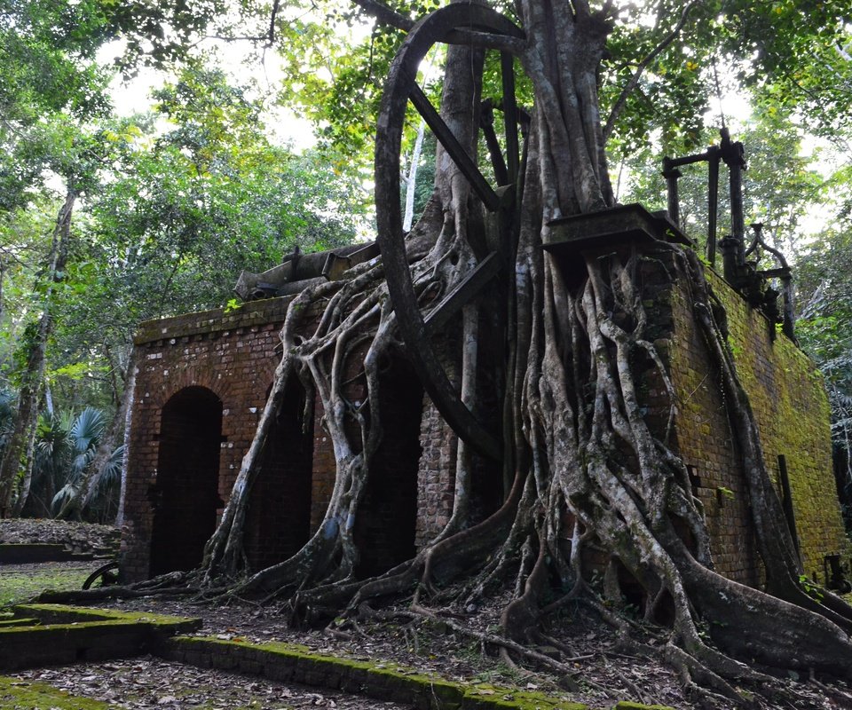 Обои деревья, руины, архитектура, корни, камбоджа, trees, ruins, architecture, roots, cambodia разрешение 4928x3264 Загрузить