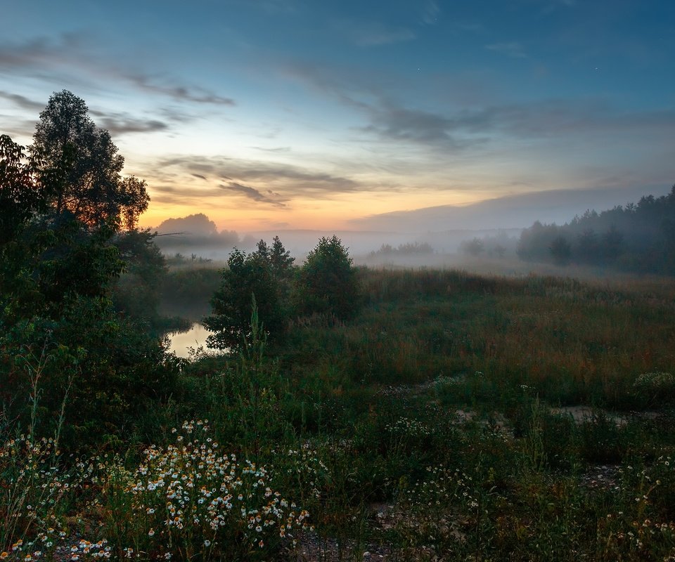 Обои деревья, вечер, природа, пейзаж, туман, луг, травы, trees, the evening, nature, landscape, fog, meadow, grass разрешение 1920x1200 Загрузить