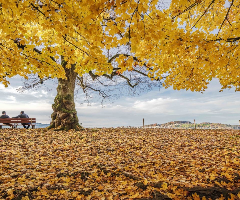 Обои дерево, листья, tree, leaves разрешение 3840x2160 Загрузить