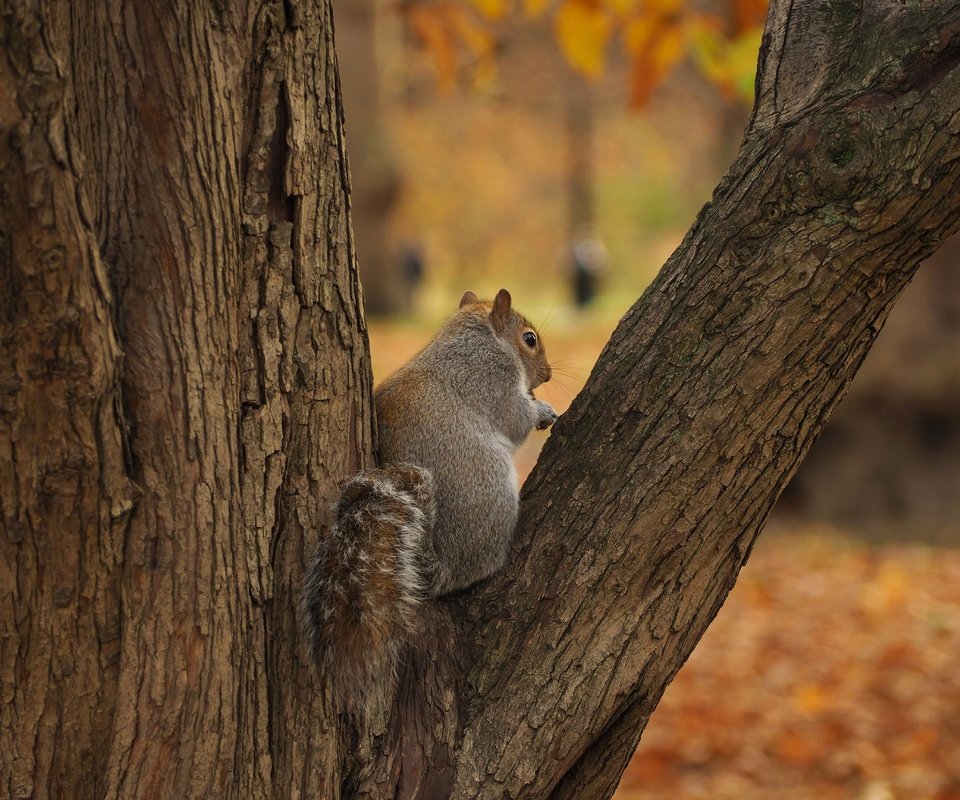 Обои дерево, осень, серая, белка, tree, autumn, grey, protein разрешение 4608x3456 Загрузить