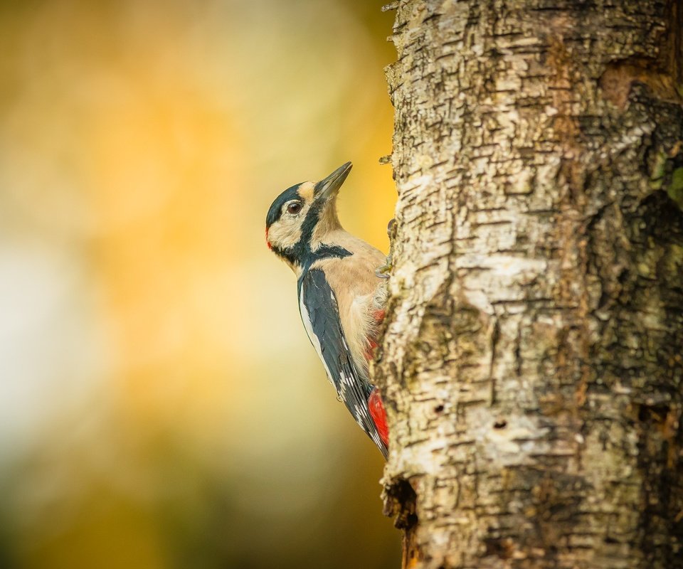 Обои дерево, птица, дятел, tree, bird, woodpecker разрешение 1920x1280 Загрузить