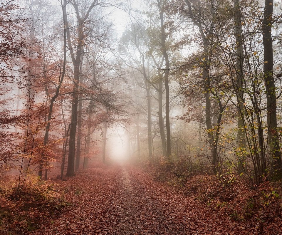 Обои дорога, лес, road, forest разрешение 2048x1365 Загрузить